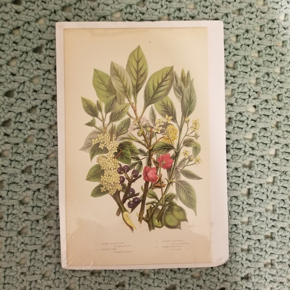 Antique Flora Art Print